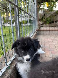 Cuccioli di border collie