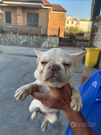 Bulldog platinum fenmina