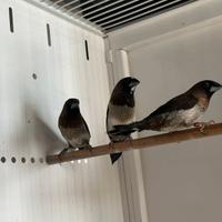 Passeri del Giappone