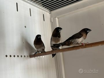 Passeri del Giappone