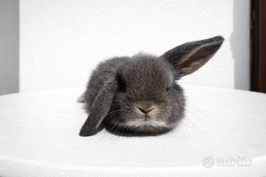 Cucciolo di coniglio ariete nano grigio