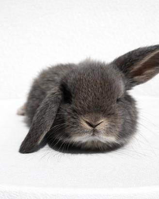 Cucciolo di coniglio ariete nano grigio