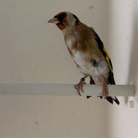 Cardellini nostrani 2025