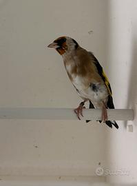 Cardellini nostrani 2025