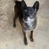 Aiutiamo Gennarino,ha trascorso la sua vita in box