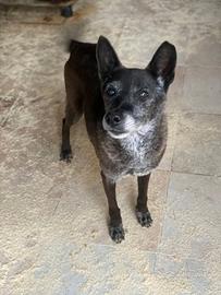 Aiutiamo Gennarino,ha trascorso la sua vita in box