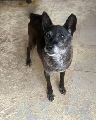 Aiutiamo Gennarino,ha trascorso la sua vita in box