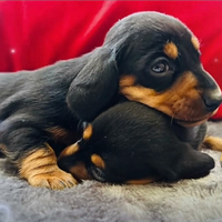 Cuccioli bassotto tedesco
