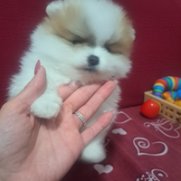 Cucciolo maschietto