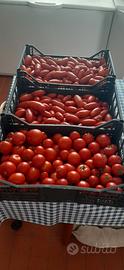 Pomodori da conserva dal mio Orto