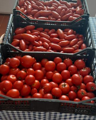 Pomodori da conserva dal mio Orto
