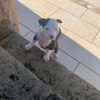 Amstaff Red Nose Blue