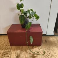 Monstera siltepecana 4 talee
