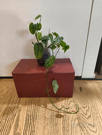 Monstera siltepecana 4 talee