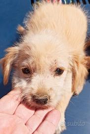 Incrocio maltese