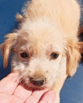 Incrocio maltese