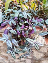 talea tradescantia
