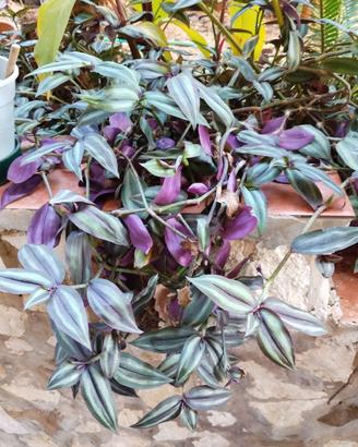 talea tradescantia