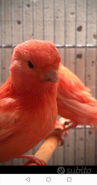 Canarini rosso intenso