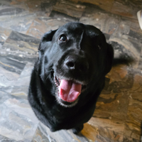 Labrador nero