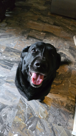 Labrador nero