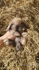 Coniglio ariete nano minilop cioccolato Madagascar