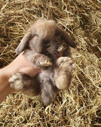Coniglio ariete nano minilop cioccolato Madagascar