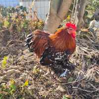 Galli coccincina nana