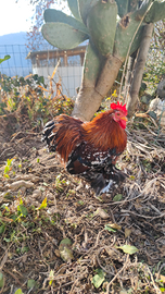 Galli coccincina nana