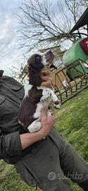 Springer spaniel