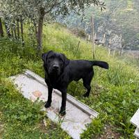 Labrador maschio per monta ,femmina Labrador