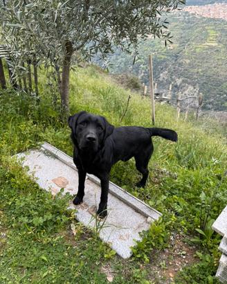 Labrador maschio per monta ,femmina Labrador