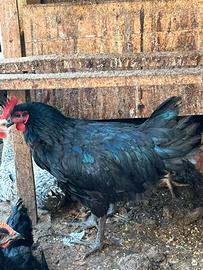 Gallo Australorp