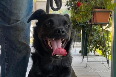 BART un canetto tanto sfortunato