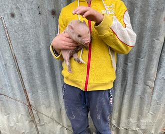 Maialini nani juliana