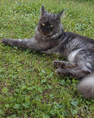 Maine coon accoppiamento