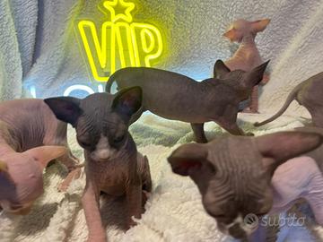 Canadian sphynx con pedigree
