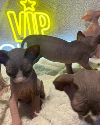 Canadian sphynx con pedigree