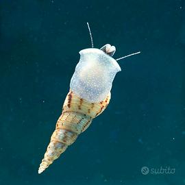 melanoides tuberculata