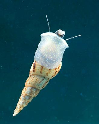 melanoides tuberculata