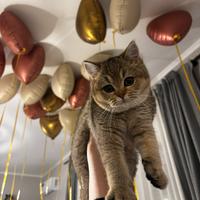 Gattina Scottish straight