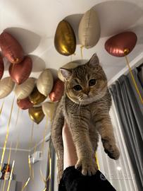 Gattina Scottish straight