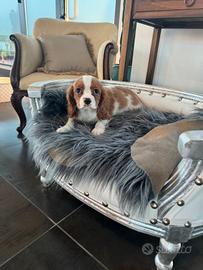 Cuccioli cavalier king