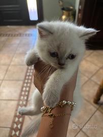 Cuccioli scottish stright