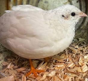 Quaglie cinesi