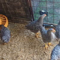 Amrock di 3 mesi probabilmente maschi