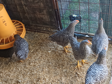 Amrock di 3 mesi probabilmente maschi