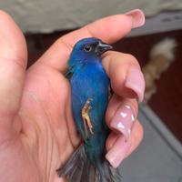 Diamante di Tanimbar