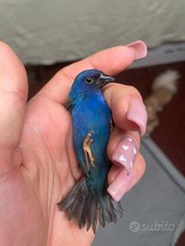 Diamante di Tanimbar