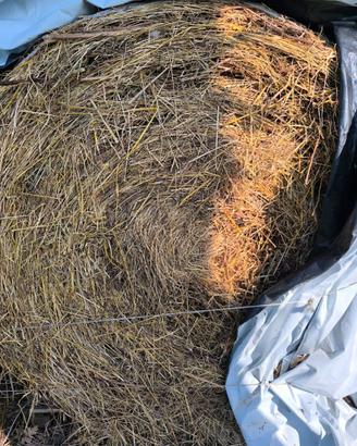 Balloni di fieno 120/150